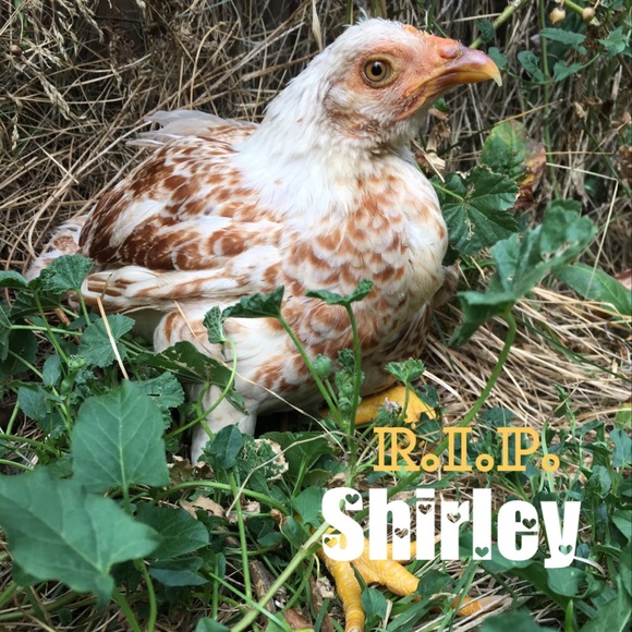 🌟MAKE ME AN OFFER🌟Bundle & Save 25%+‼️ - Picture 2 of 5